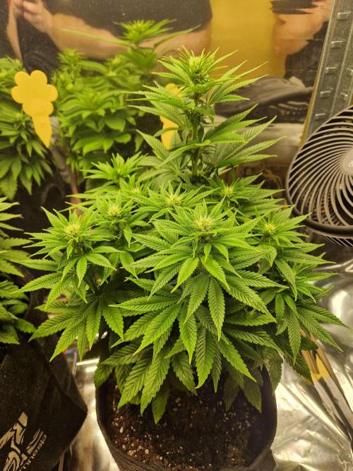 Nectar Drip (Zamnesia Seeds x TICAL). Week 4 - Nectar 2 (normal one)