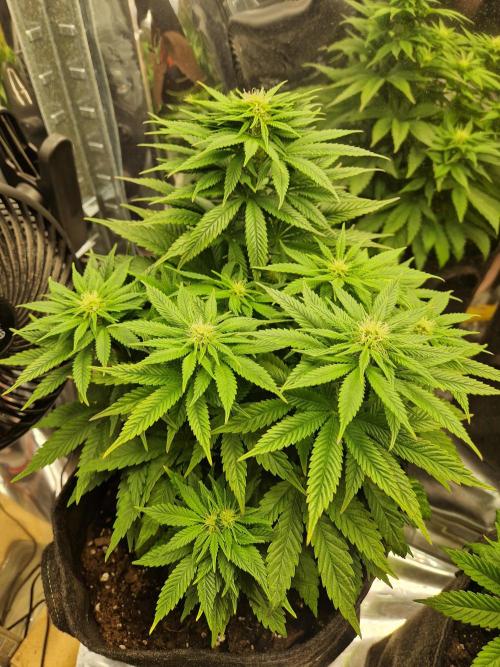 Nectar Drip (Zamnesia Seeds x TICAL). Week 4 - Nectar 3 (tricot)