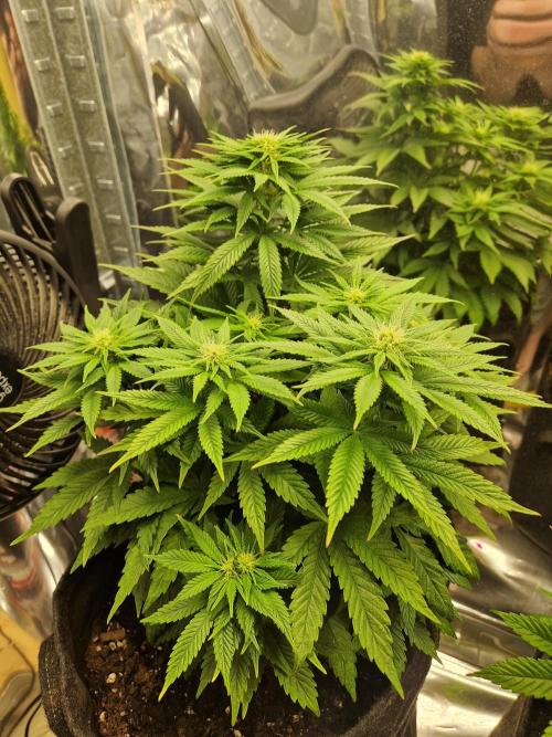 Nectar Drip (Zamnesia Seeds x TICAL). Week 4 - Nectar 3 (tricot)