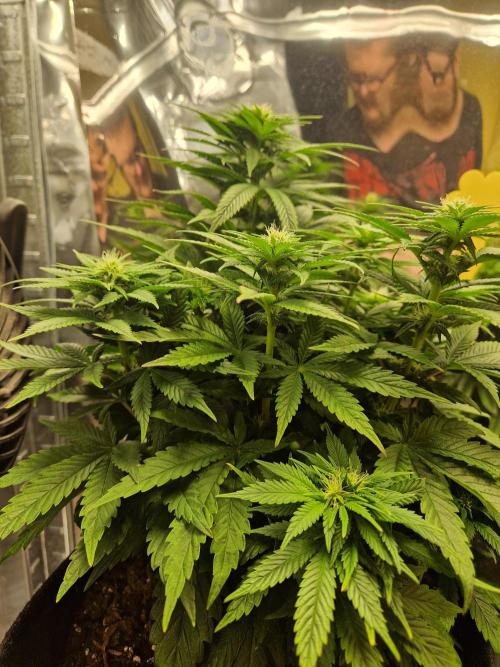 Nectar Drip (Zamnesia Seeds x TICAL). Week 4 - Nectar 3 (tricot)