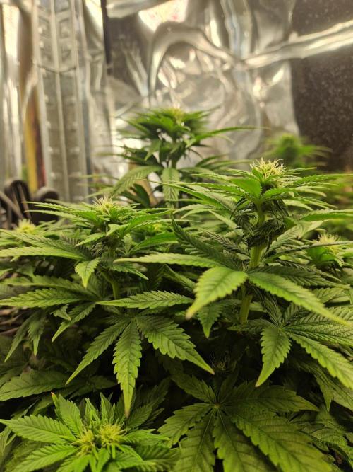 Nectar Drip (Zamnesia Seeds x TICAL). Week 4 - Nectar 3 (tricot)