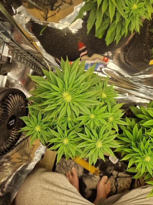 Nectar Drip (Zamnesia Seeds x TICAL). Week 4 - Nectar 3 (tricot)