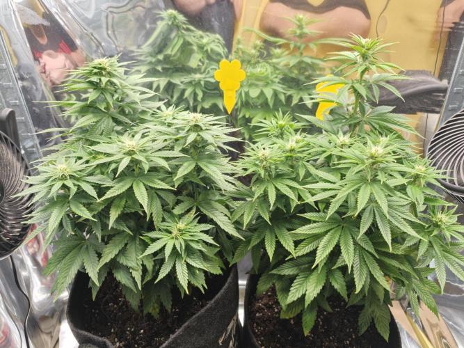 Nectar Drip (Zamnesia Seeds x TICAL). Week 4