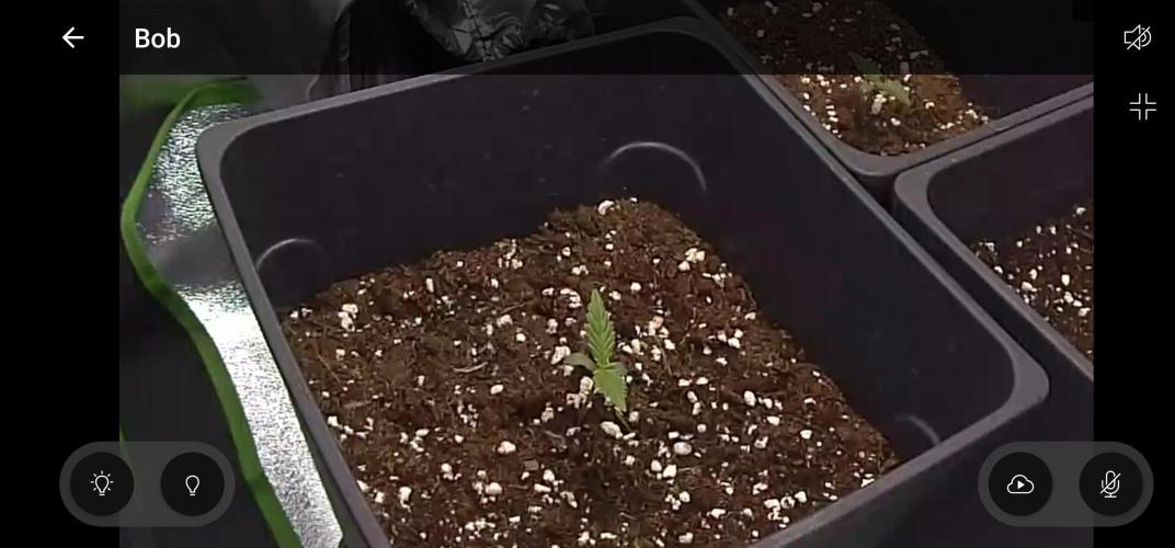 1st try. Week 0 - 1 week...