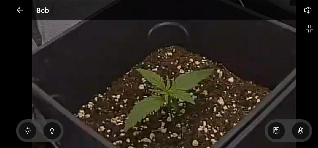 1st try. Week 0 - 2 week...