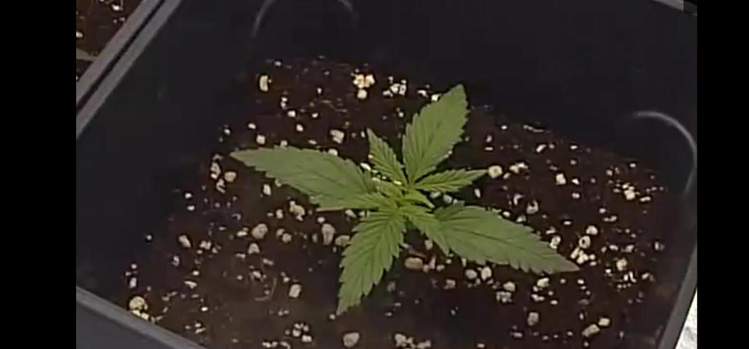 1st try. Week 0 - 3 week...