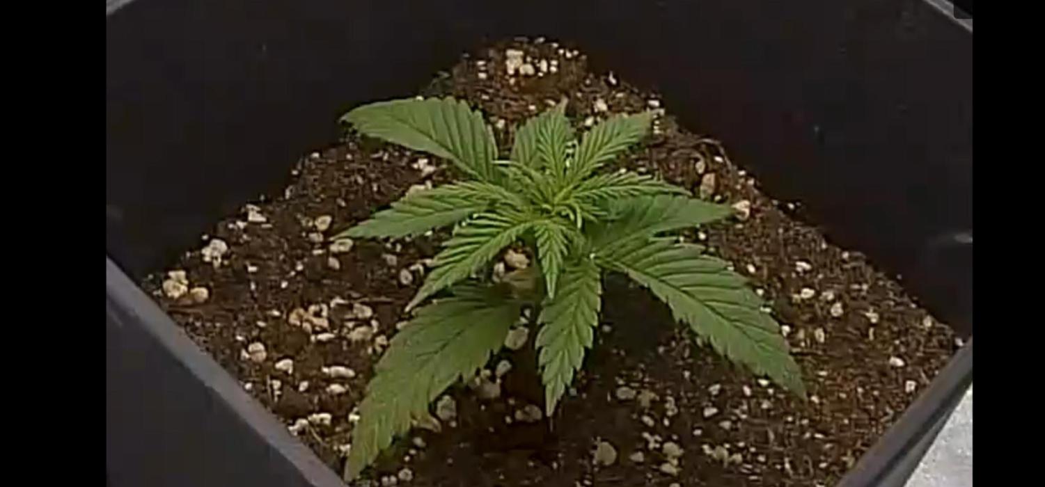 1st try. Week 1 - Veggy