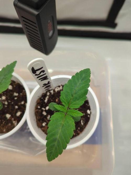 Pink Mist, Tangie, LSSH (FEM - RQS). Week 0