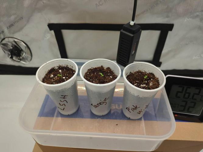 Pink Mist, Tangie, LSSH (FEM - RQS). Week 0