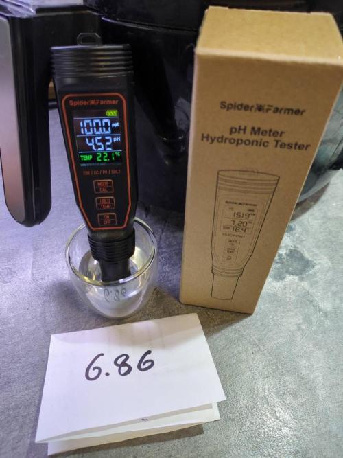 Pink Mist, Tangie, LSSH (FEM - RQS). Week 0