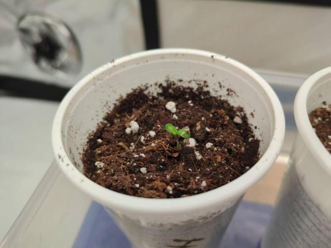 Pink Mist, Tangie, LSSH (FEM - RQS). Week 0