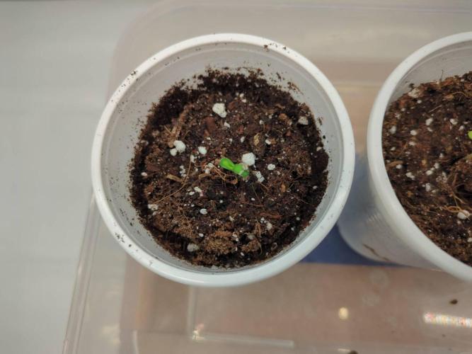 Pink Mist, Tangie, LSSH (FEM - RQS). Week 0