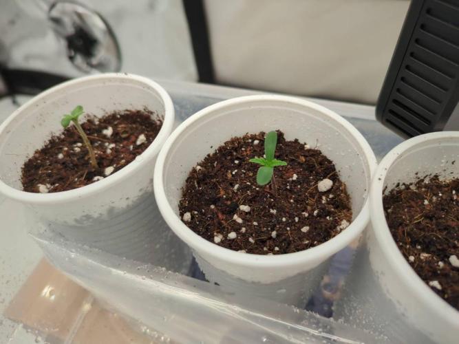 Pink Mist, Tangie, LSSH (FEM - RQS). Week 0