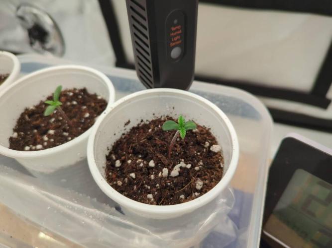 Pink Mist, Tangie, LSSH (FEM - RQS). Week 0