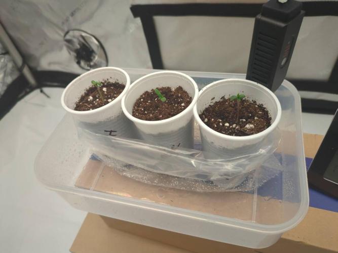 Pink Mist, Tangie, LSSH (FEM - RQS). Week 0