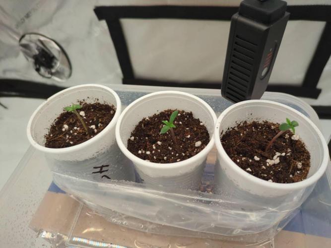 Pink Mist, Tangie, LSSH (FEM - RQS). Week 0