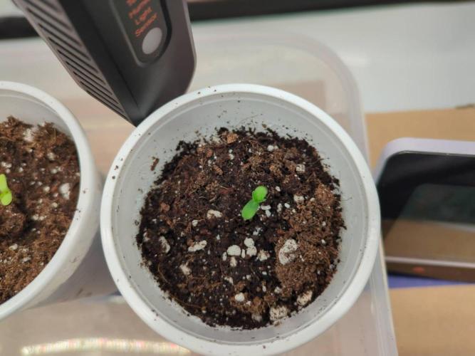 Pink Mist, Tangie, LSSH (FEM - RQS). Week 0