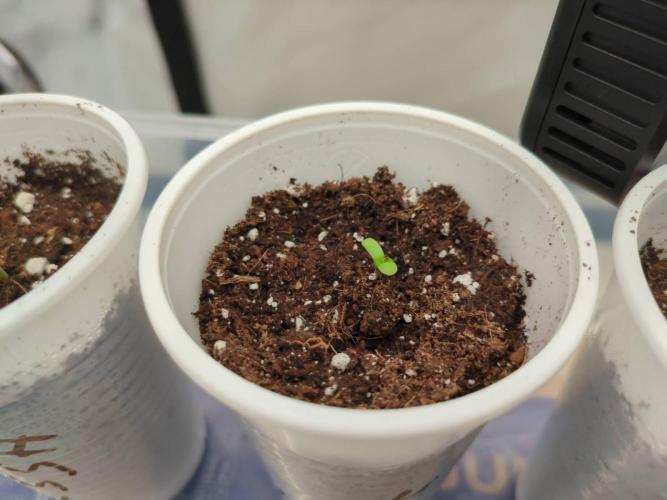 Pink Mist, Tangie, LSSH (FEM - RQS). Week 0