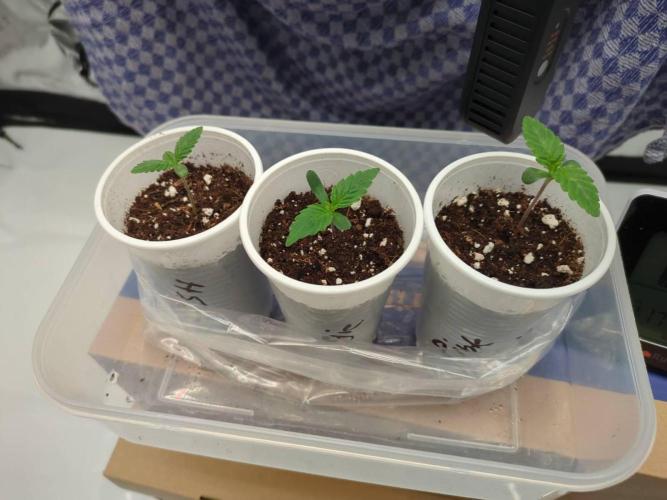 Pink Mist, Tangie, LSSH (FEM - RQS). Week 0