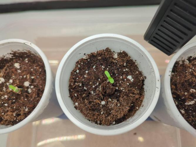 Pink Mist, Tangie, LSSH (FEM - RQS). Week 0