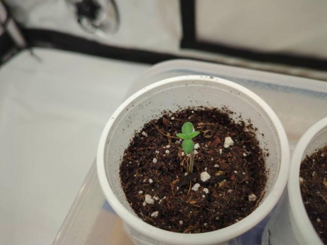 Pink Mist, Tangie, LSSH (FEM - RQS). Week 0