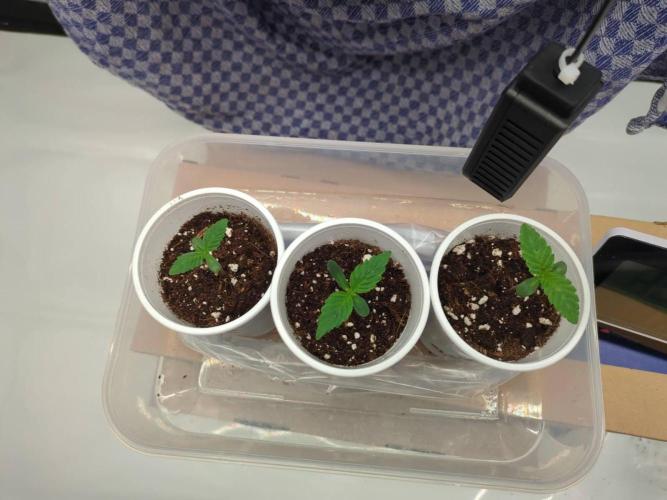 Pink Mist, Tangie, LSSH (FEM - RQS). Week 0