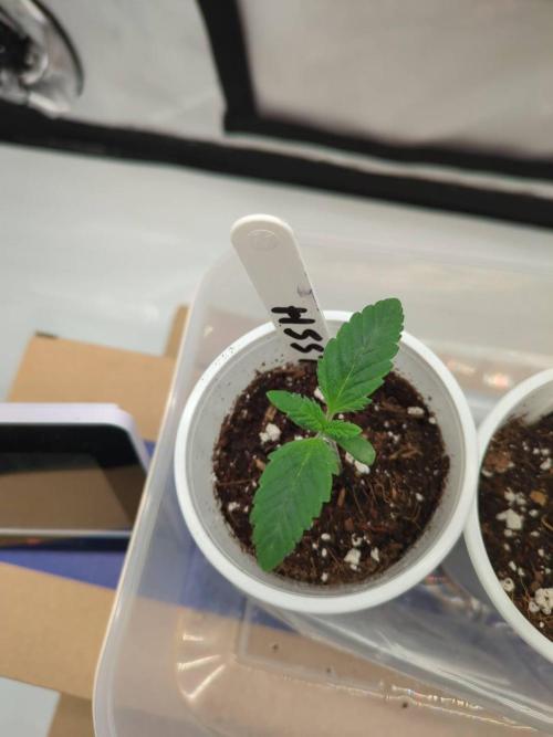 Pink Mist, Tangie, LSSH (FEM - RQS). Week 0