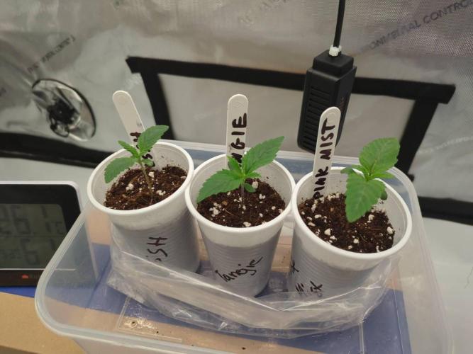 Pink Mist, Tangie, LSSH (FEM - RQS). Week 0