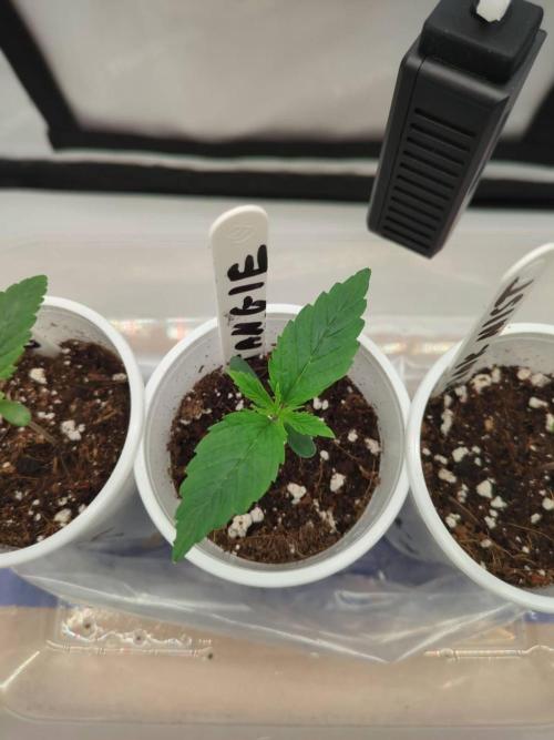 Pink Mist, Tangie, LSSH (FEM - RQS). Week 0