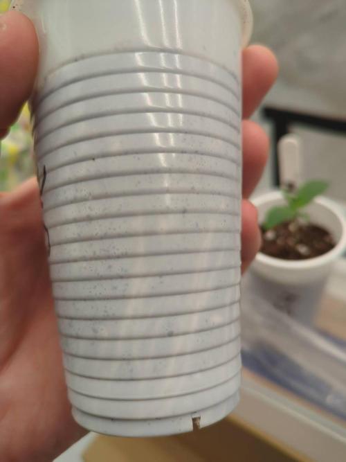 Pink Mist, Tangie, LSSH (FEM - RQS). Week 0