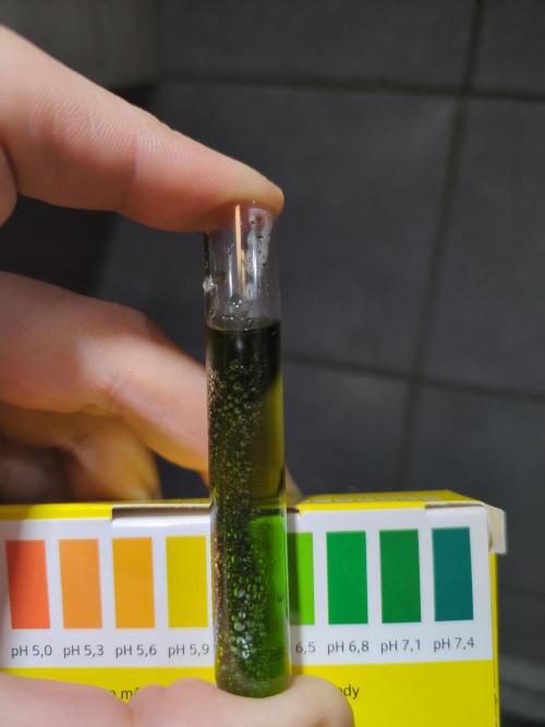 Pink Mist, Tangie, LSSH (FEM - RQS). Week 0