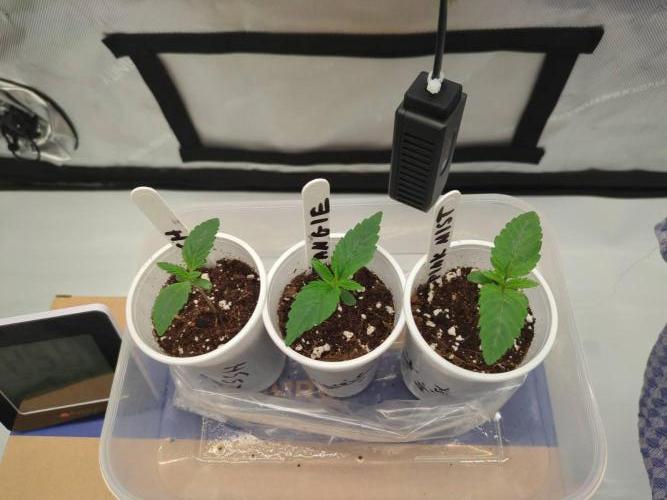 Pink Mist, Tangie, LSSH (FEM - RQS). Week 0