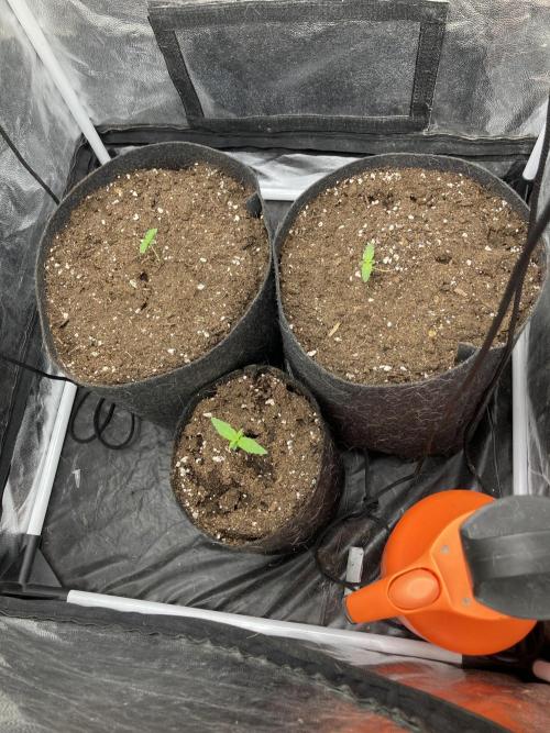 Stromboli Auto. Week 0