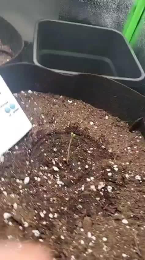 Lemon Cherry Cookies