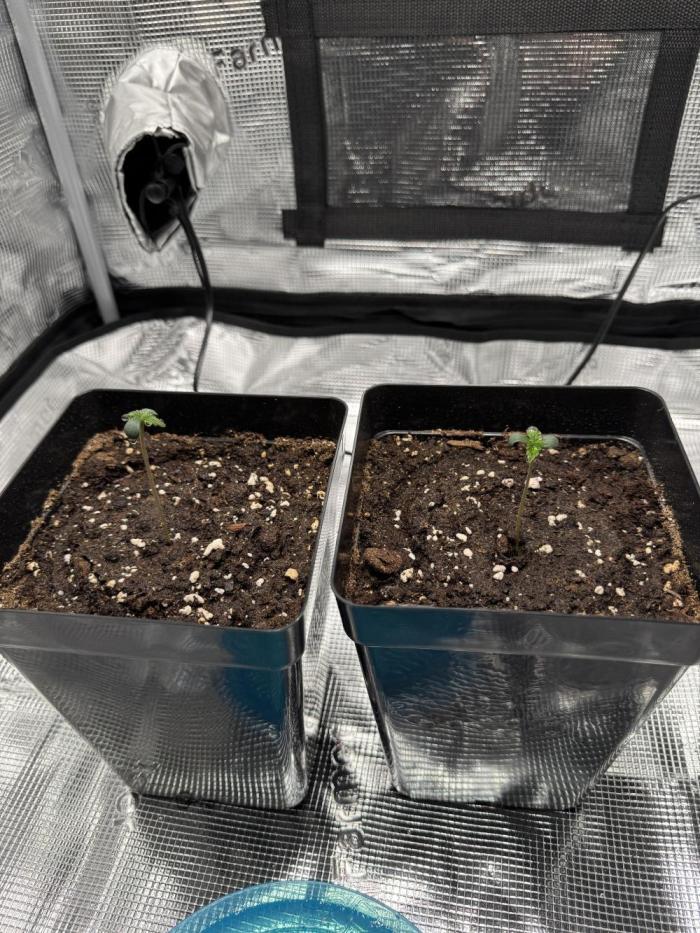 FastBuds Mixed-pack. Week 1