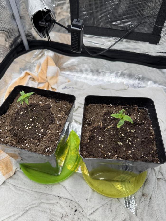 FastBuds Mixed-pack. Week 2