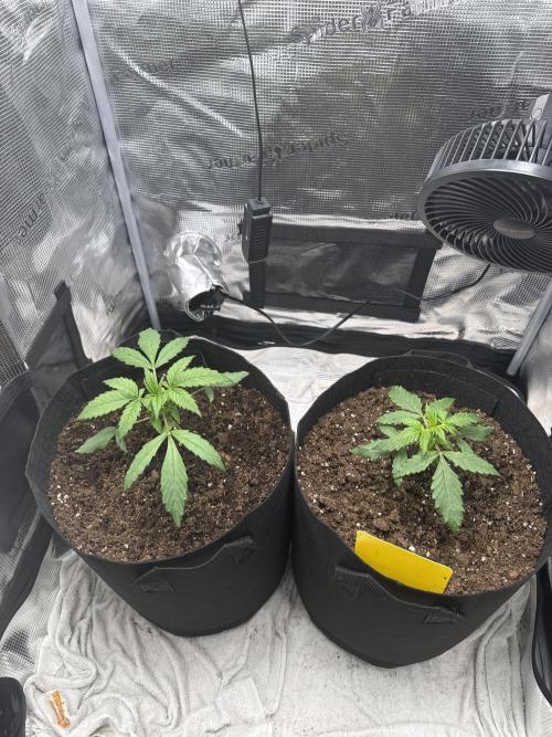 FastBuds Mixed-pack. Week 3