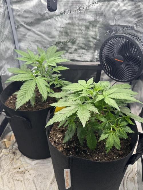 FastBuds Mixed-pack. Week 4