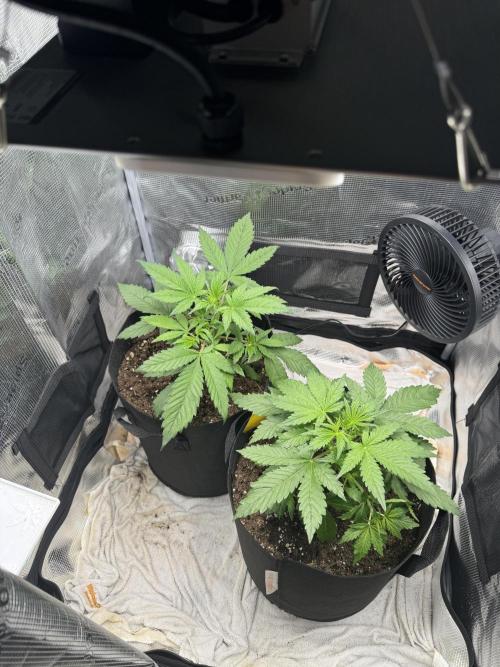 FastBuds Mixed-pack. Week 4