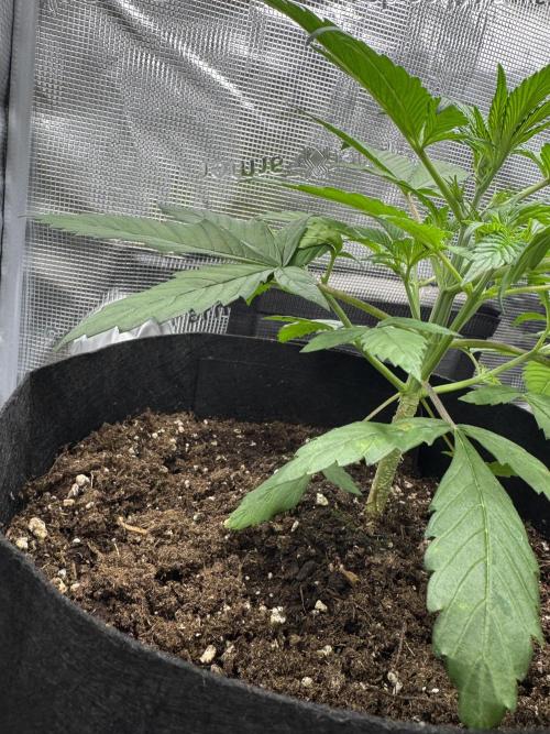 FastBuds Mixed-pack. Week 4