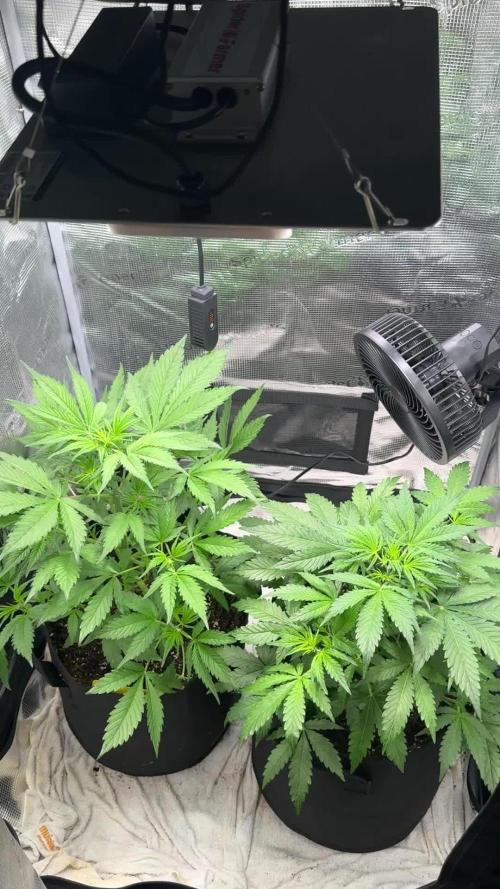 FastBuds Mixed-pack