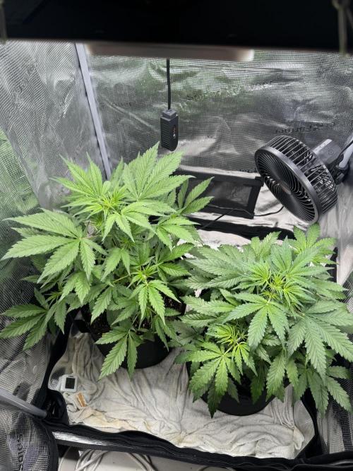 FastBuds Mixed-pack. Week 5