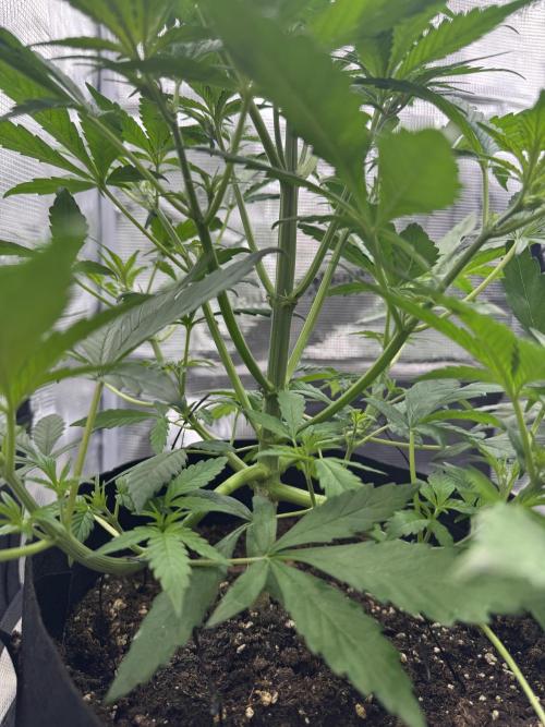 FastBuds Mixed-pack. Week 5