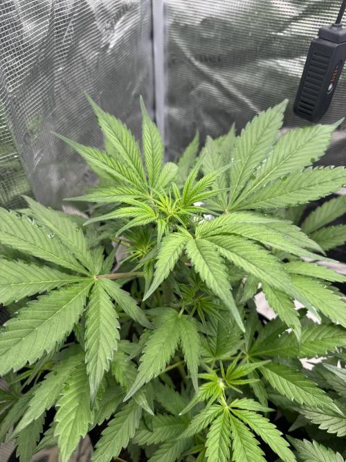FastBuds Mixed-pack. Week 5