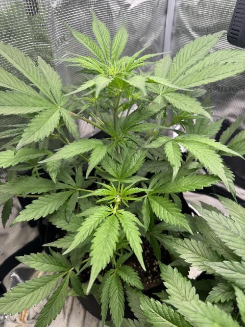 FastBuds Mixed-pack. Week 5