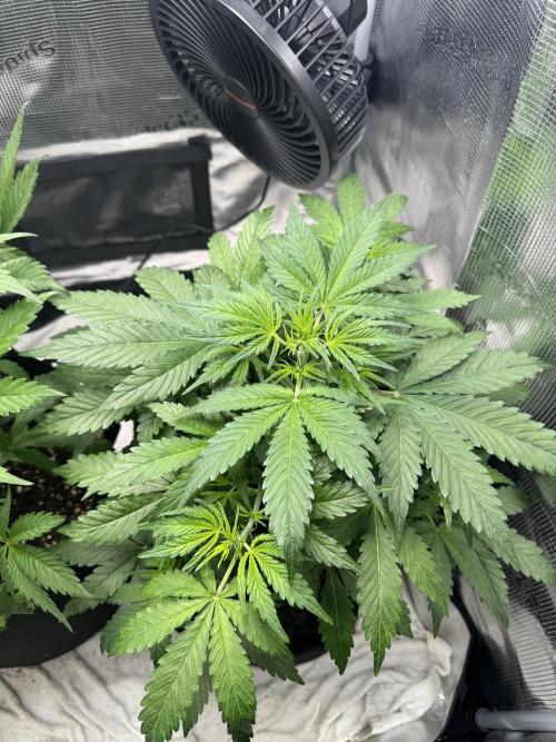 FastBuds Mixed-pack. Week 5