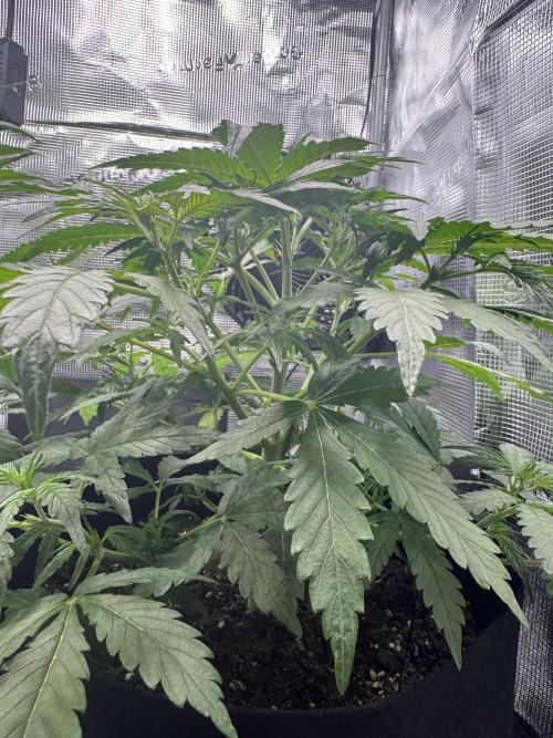FastBuds Mixed-pack. Week 5