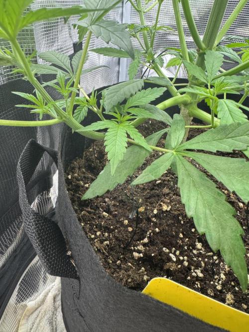 FastBuds Mixed-pack. Week 5