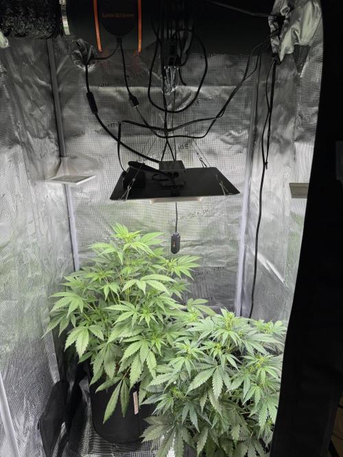 FastBuds Mixed-pack. Week 6