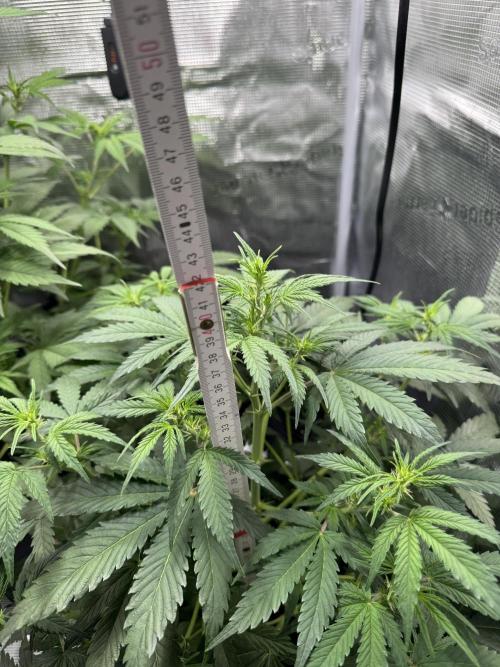 FastBuds Mixed-pack. Week 6
